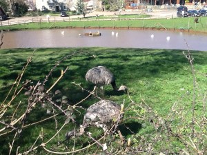 Emus took me by surprise. Outside Gatcombe Farm Shop.