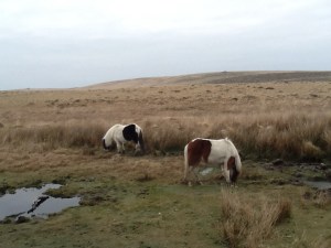 Dartmoor ponies
